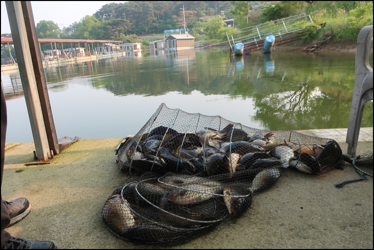 5월29일 조황체크