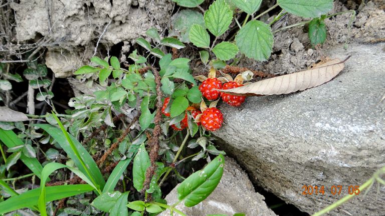 [강화 황청낚시터] 7월6일 조황체크