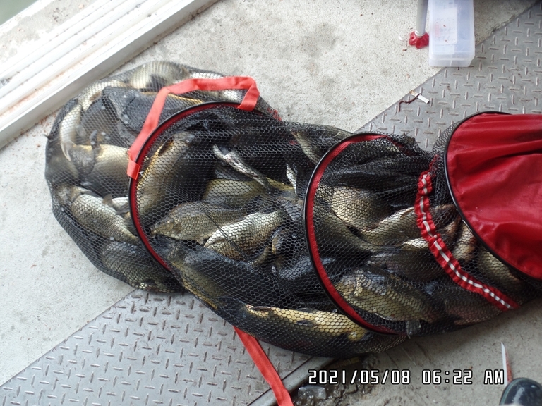 5월10일 조황체크
