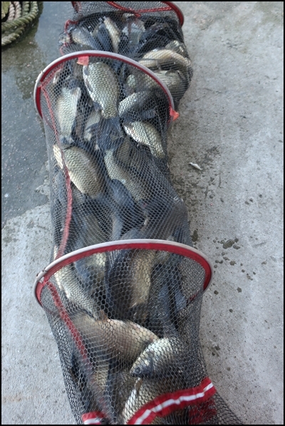 9월29일 조황체크