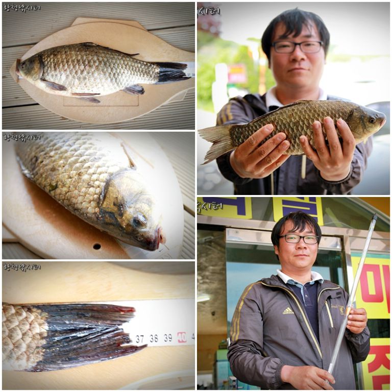 5월17일 물넘이포인트에서 나온월척붕어