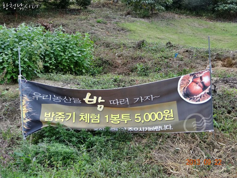 [강화도 황청낚시터] 밤 줍기 체험,주말조황/ 9월22일